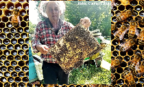 apicultorul român